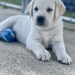 Labrador Retriever Puppies from Labsmith Labs
