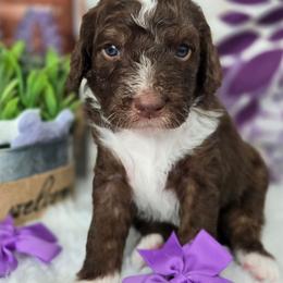Violet - Brown and white female Aussiedoodle puppy in Prescott Valley, Arizona from Ramirez Family Doodles