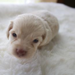 Chase - Cream male Dachshund puppy in Morrow, Ohio from Courtney’s Colorful Doxies