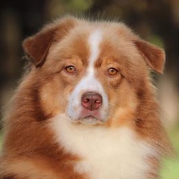 Magic  - Australian Shepherd