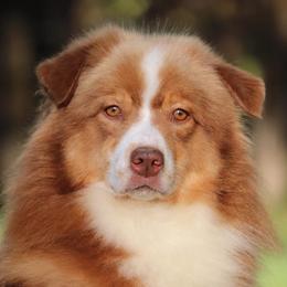 Magic  - Australian Shepherd