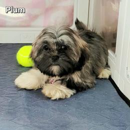 Plum - Brindle female Lhasa Apso puppy in Jefferson, New York from Absolute Lhasa Love