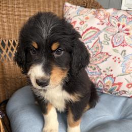 Samantha - Black tri-color female Aussiedoodle puppy in Rochester, Massachusetts from Harmony Hill Doodles
