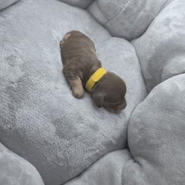 Princess Bell - Chocolate and cream female Dachshund puppy in Las Piedras from New Empire Kennels