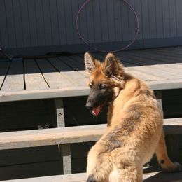 Shiloh Shepherd Puppies from Solace Shilohs