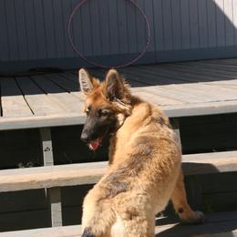Shiloh Shepherd Puppies from Solace Shilohs