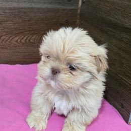 Female 1 - Lilac female Shih Tzu puppy in Meadows Of Dan, Virginia from Walt’s Shih Tzus