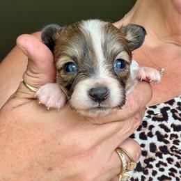 Harley - Red white and sable male Papillon puppy in Surprise, Arizona from Papillons in Arizona