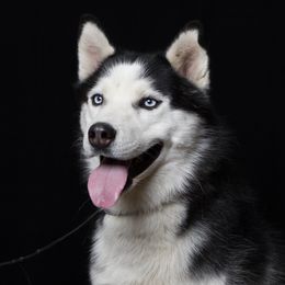 Lycaon - Siberian Husky