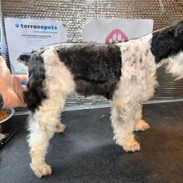 Nikki - Miniature Schnauzer