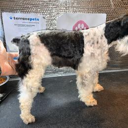 Nikki - Miniature Schnauzer