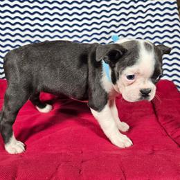 Bluey - Blue female Boston Terrier puppy in Millers Creek, North Carolina from Tumbling Shoals Hilltop Bostons