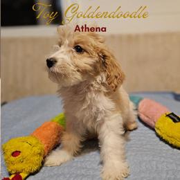 Athena - Parti female Goldendoodle puppy in Milton, Florida from Sutton Place Doodles