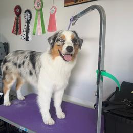 Potter - Blue merle male Australian Shepherd puppy in Lakewood, California from Cloud Nine Kennel