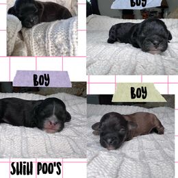 Aussiedoodle, Australian Shepherd, Poodle, and Shihpoo Puppies from Rocking N Aussies, Doodles, and Poodles