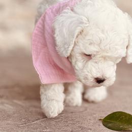 Goldendoodle and Poodle Puppies from Doodle Puppy Parti