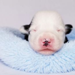 American Corgi and Pembroke Welsh Corgi Puppies from Whimsical Treasure Corgis