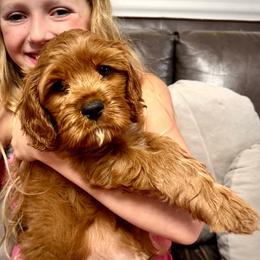 Sirius - Red male Cavapoo puppy in Bountiful, Utah from PJs Puppy Love