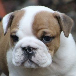 Bulldogs from Regimental Bulldogs