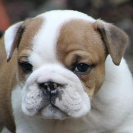 Bulldogs from Regimental Bulldogs