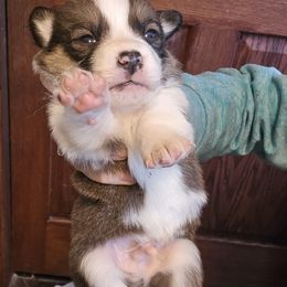 Pembroke Welsh Corgi Puppies from McGraw's Paws 🐾