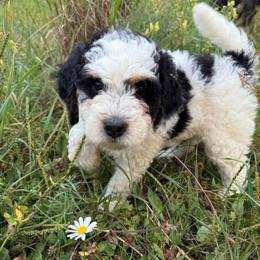 Daisey - Tri-color female Bernedoodle puppy in Jim Falls, Wisconsin from Pup Paw-fection