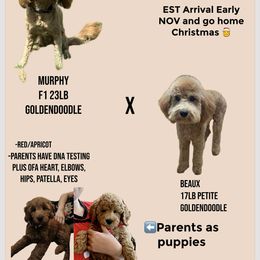 Goldendoodle puppies from Zink Doodles