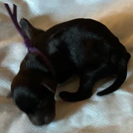 Athena - Black female Miniature Schnauzer puppy in Newburgh, Indiana from Lakehouse Miniature Schnauzers of Southern Indiana