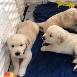 Golden Retriever Puppies from Sipek’s Golden Retrievers of the Springs
