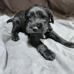 Yellow Male - Black male Schnoodle puppy in Lehi, Utah from KK Schnauzers