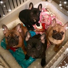 French Bulldog Puppies from BigStar French Bulldogs