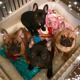 French Bulldog Puppies from BigStar French Bulldogs