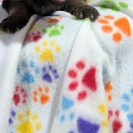 German Shepherd Puppies from McLaughlin German Shepherds