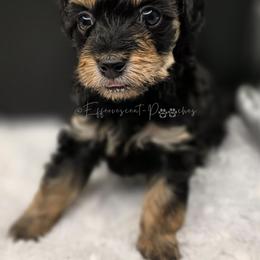 Henry - Blue and tan male Yorkipoo puppy in Coolidge, Arizona from Effervescent-Pooches