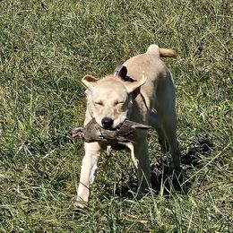 Labrador Retrievers from Three Springs Retrievers