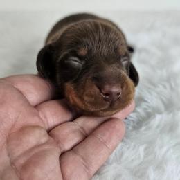 Chocolate and tan male - Chocolate and tan male Dachshund puppy in Belle Rive, Illinois from Akin's Miniature Dachshunds, LLC