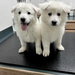 Berger Blanc Suisse Puppies from Moonlight Berger Blanc Suisses