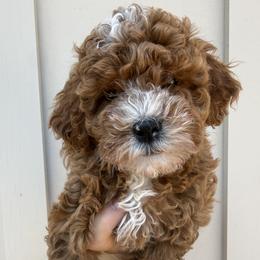 Baby - Red female Cavapoo puppy in Orange, California from SoCal Cavapoos
