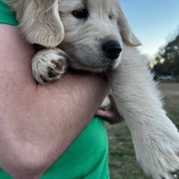 Golden Retriever Puppies from Panhandle PawsNClaws