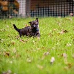 "Blue" German Shepherd Puppies from MCX K9