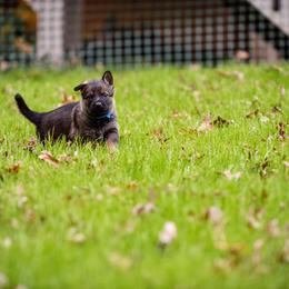 "Blue" German Shepherd Puppies from MCX K9