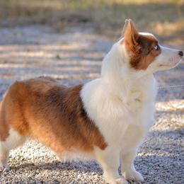 American Corgis and Pembroke Welsh Corgis from Cow Creek Corgis