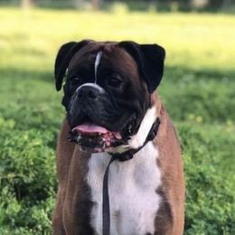 Boxers from Cajun Dream Boxers