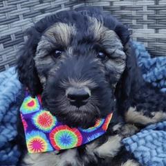 Double Doodles from Central Valley Cadoodles