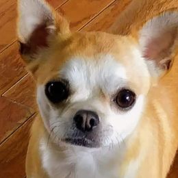 Tommie - Chihuahua