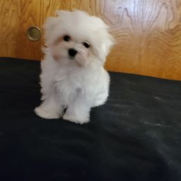 Maltese Puppies from RagTak Maltese