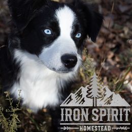 Marceline - Toy Australian Shepherd