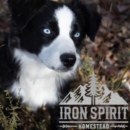Marceline - Toy Australian Shepherd