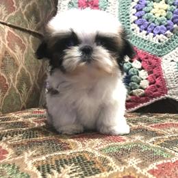Shih Tzu Puppies from Willow Lane Shih Tzus
