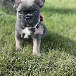 French Bulldog Puppies from Bleu Steele French Bulldogs